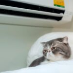 Aer condiționat pentru locuințe cu animale de companie
